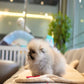 Ivan - Pomeranian (Orange Sable)