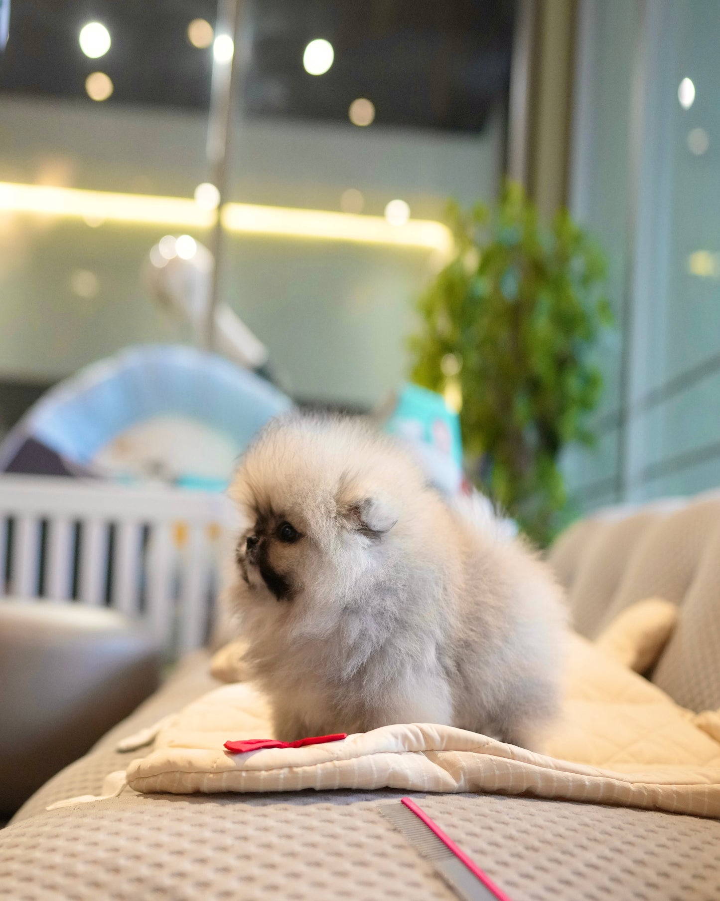 Ivan - Pomeranian (Orange Sable)