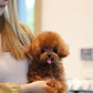 Jasper - Tiny Poodle (Red)