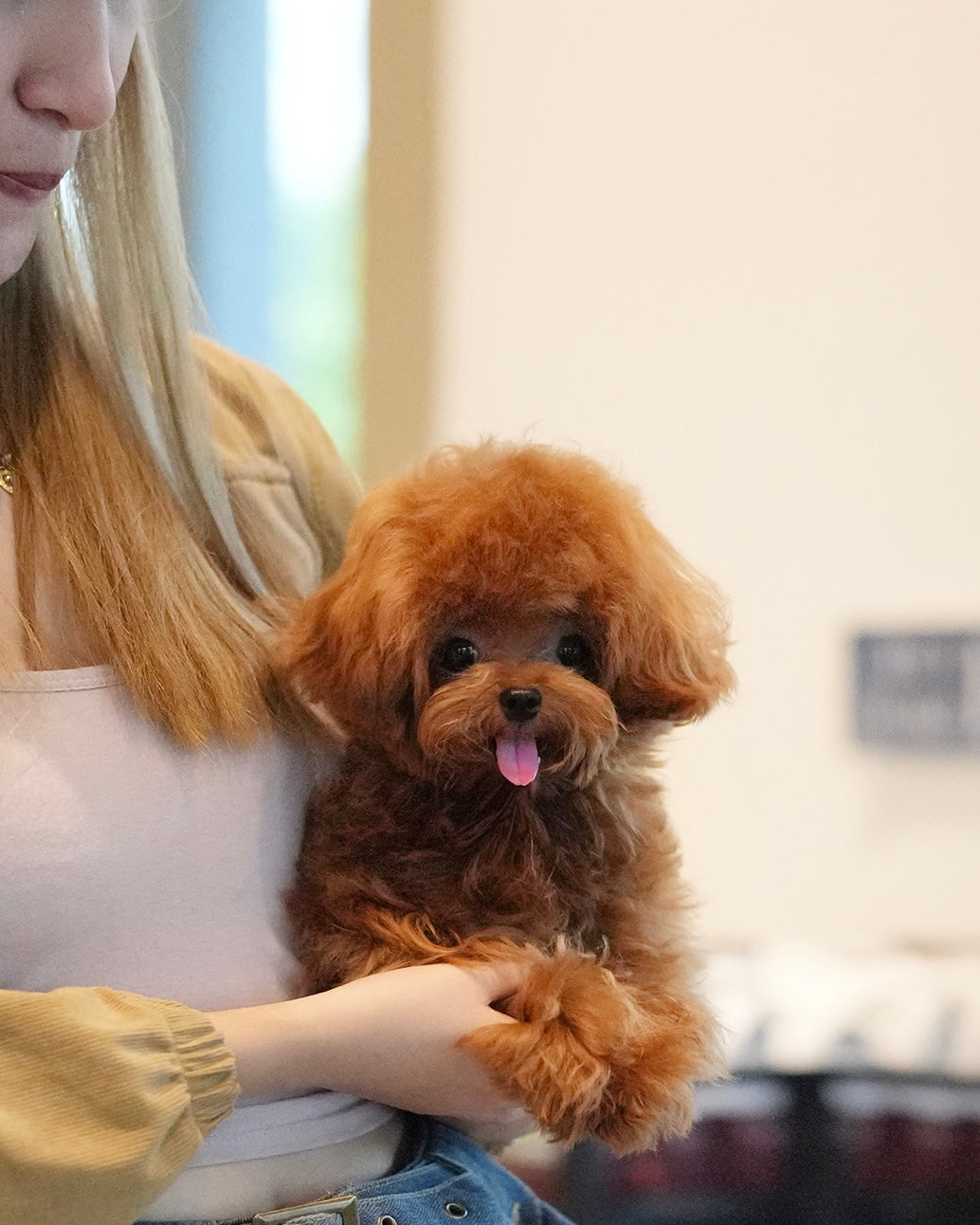 Jasper - Tiny Poodle (Red)