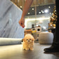 Junny - Tiny Poodle (Apricot)