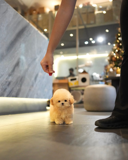 Junny - Tiny Poodle (Apricot)