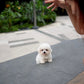 Nehlee - Mini Bichon (White)
