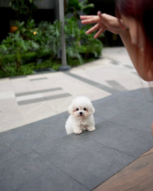 Nehlee - Mini Bichon (White)