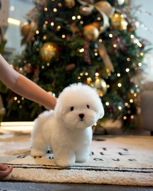 Ken - Coton de Tulear (White)