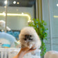 Ivan - Pomeranian (Orange Sable)