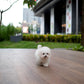 Nehlee - Mini Bichon (White)