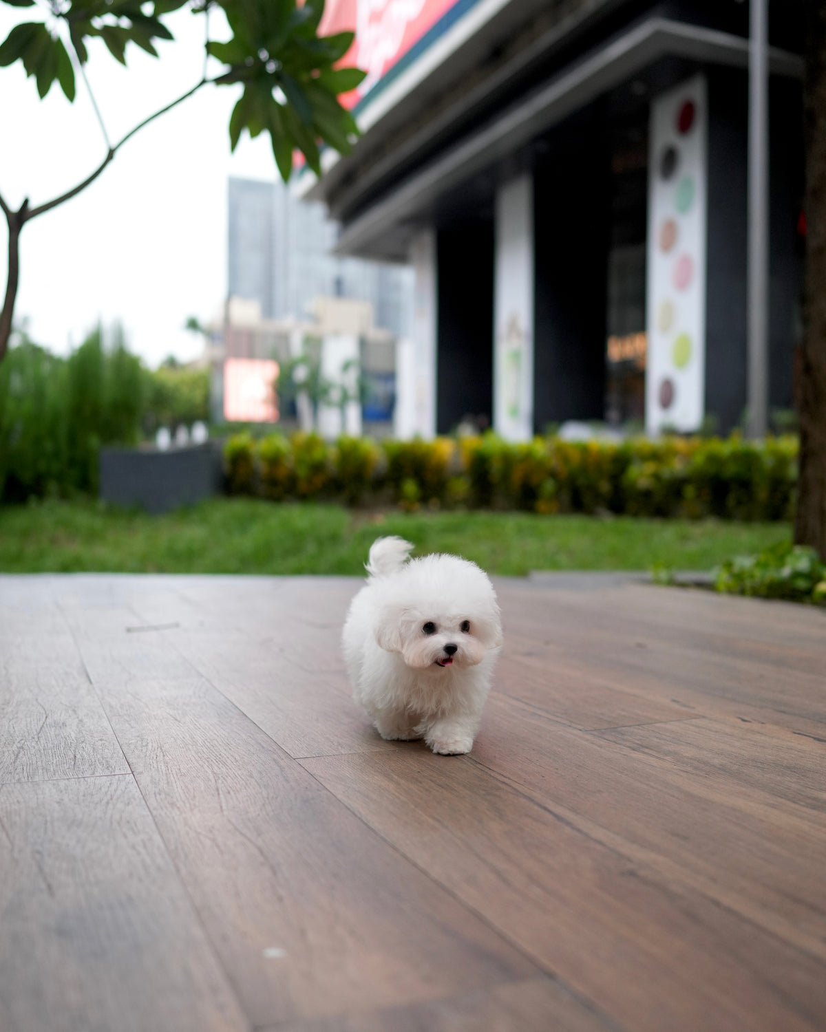 Nehlee - Mini Bichon (White)