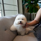 Simon - Coton de Tulear (White)