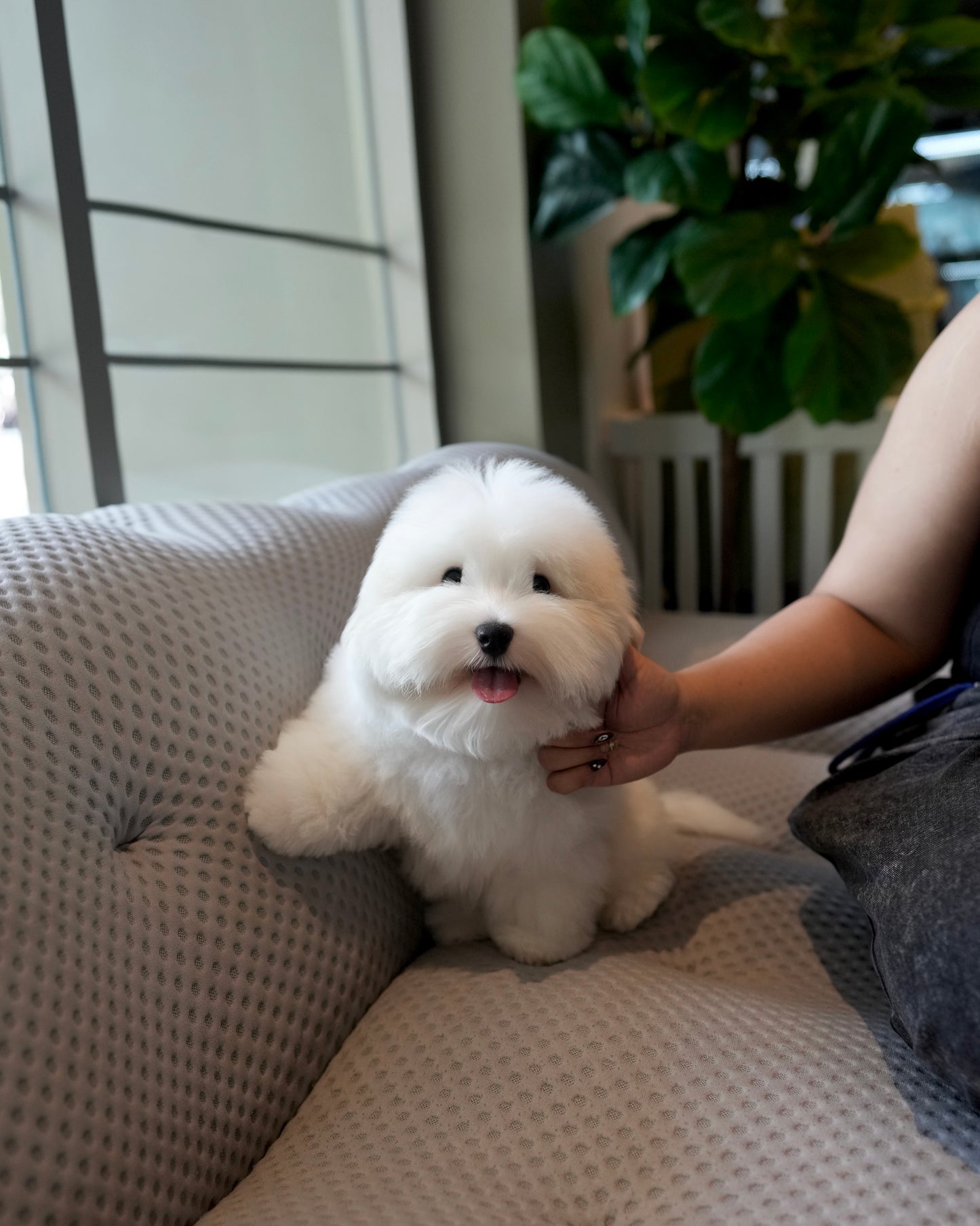 Simon - Coton de Tulear (White)