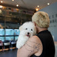 Simon - Coton de Tulear (White)
