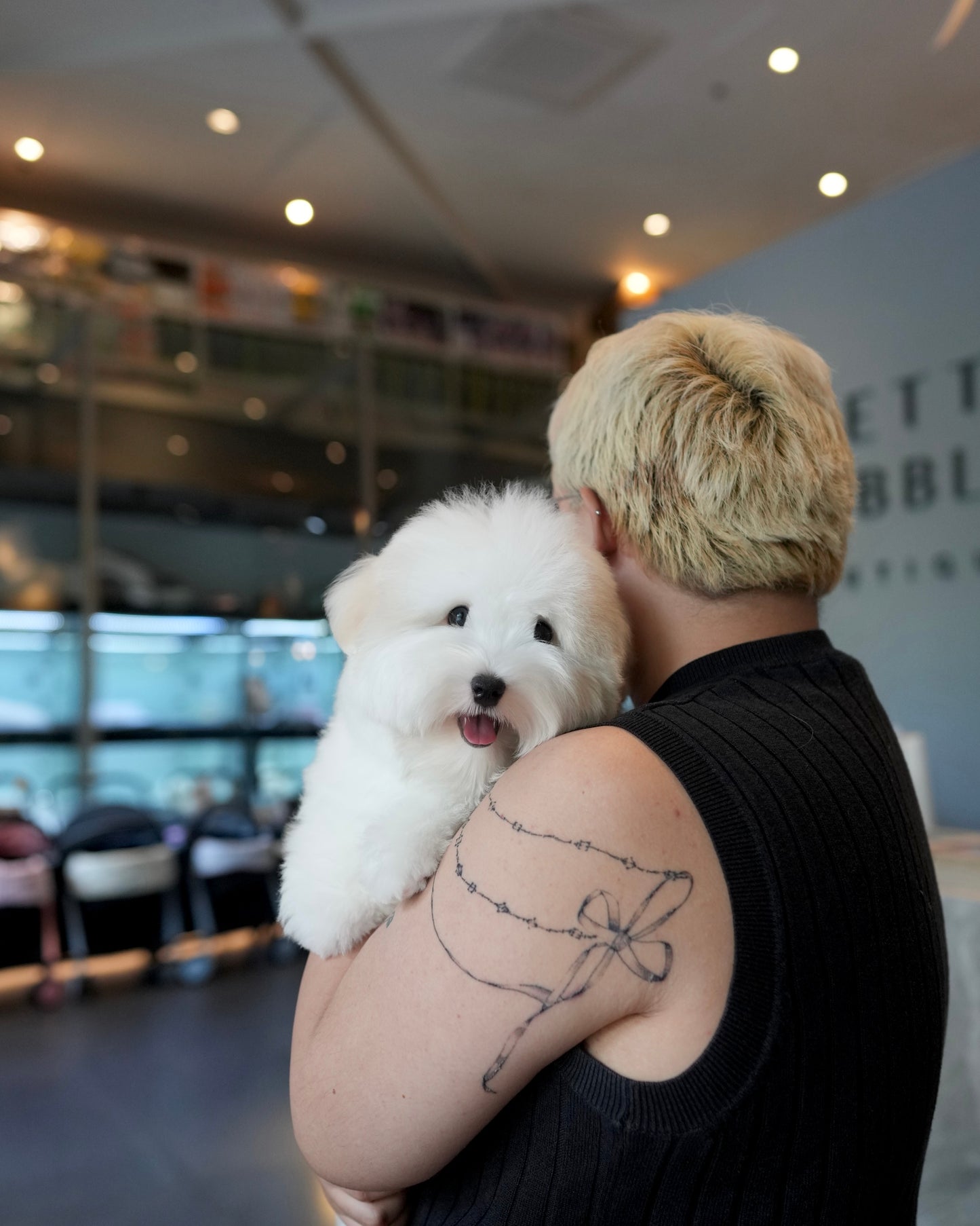 Simon - Coton de Tulear (White)