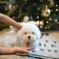 Ken - Coton de Tulear (White)