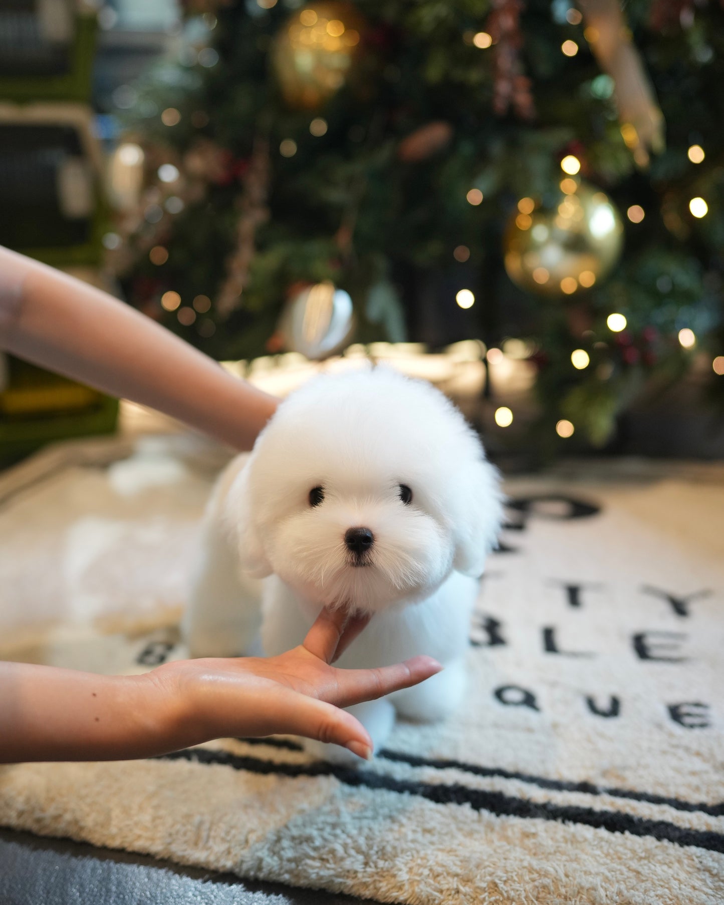 Ken - Coton de Tulear (White)