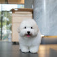 Simon - Coton de Tulear (White)