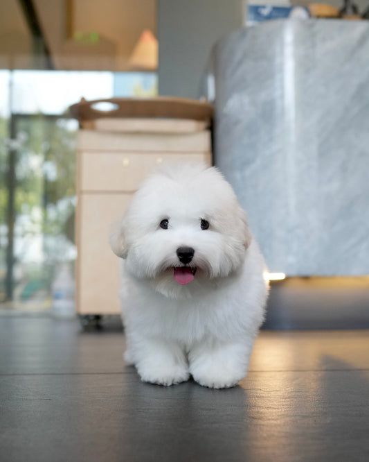 Simon - Coton de Tulear (White)