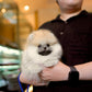Dong - Pomeranian (Orange Sable)
