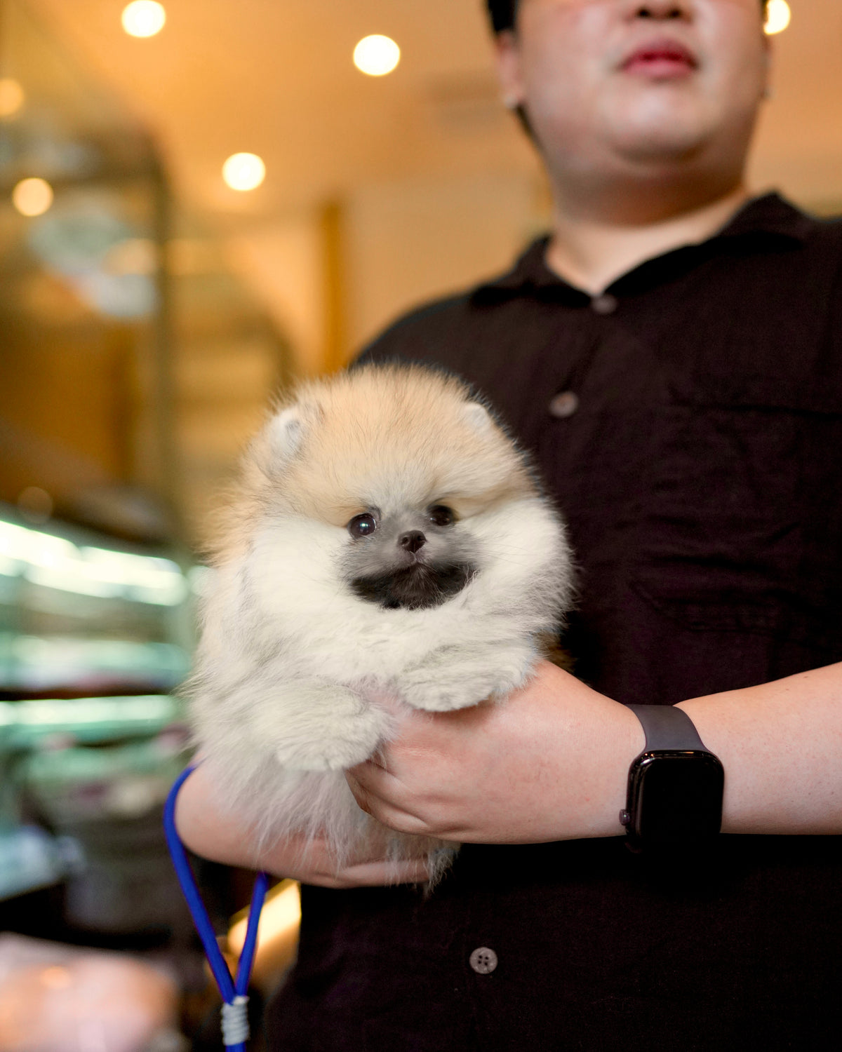 Dong - Pomeranian (Orange Sable)