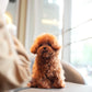 Jasper - Tiny Poodle (Red)