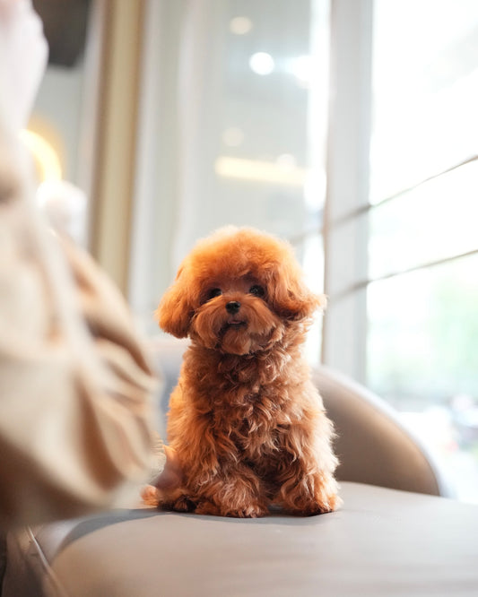 Jasper - Tiny Poodle (Red)