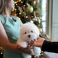 Ken - Coton de Tulear (White)