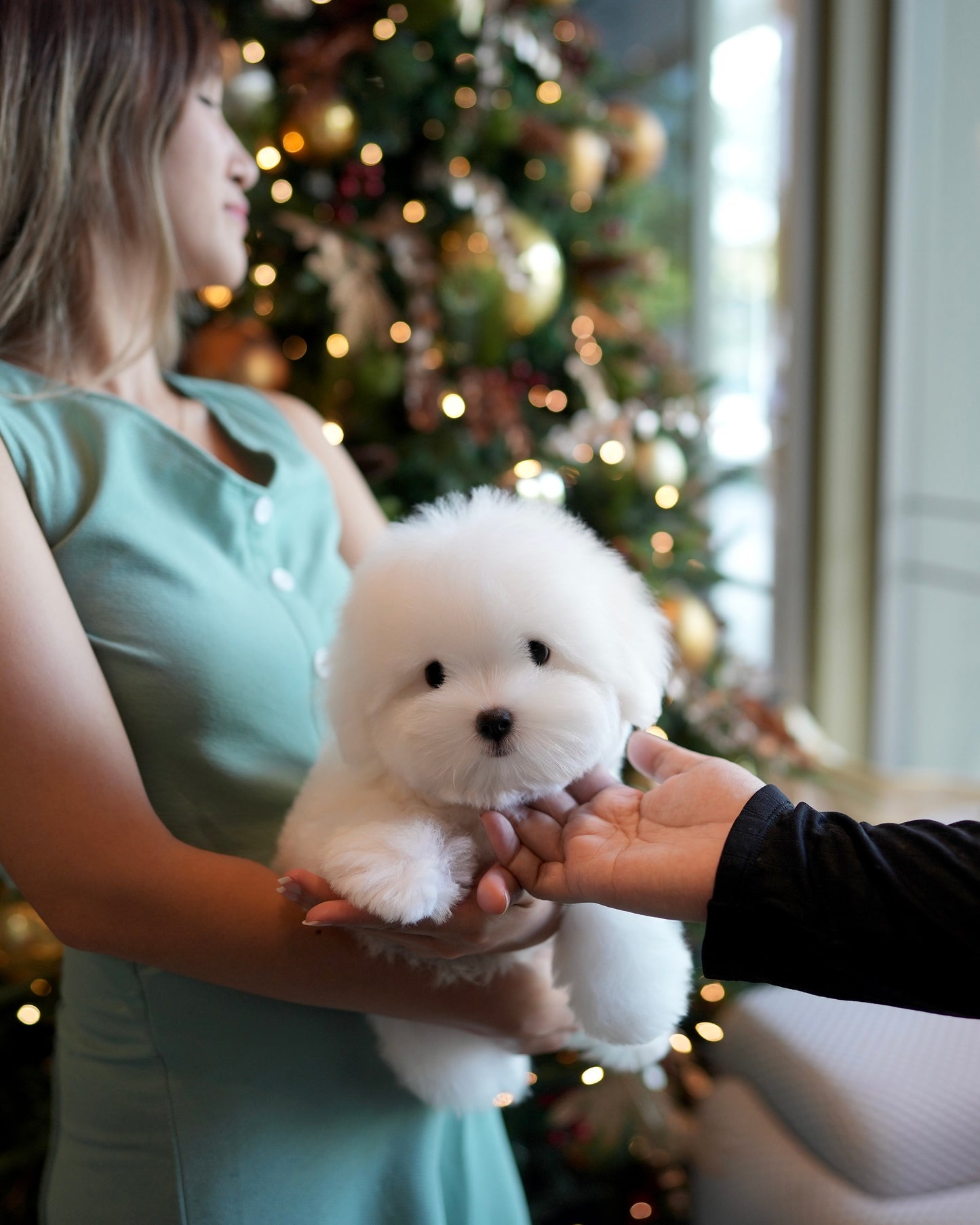 Ken - Coton de Tulear (White)
