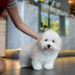 Simon - Coton de Tulear (White)