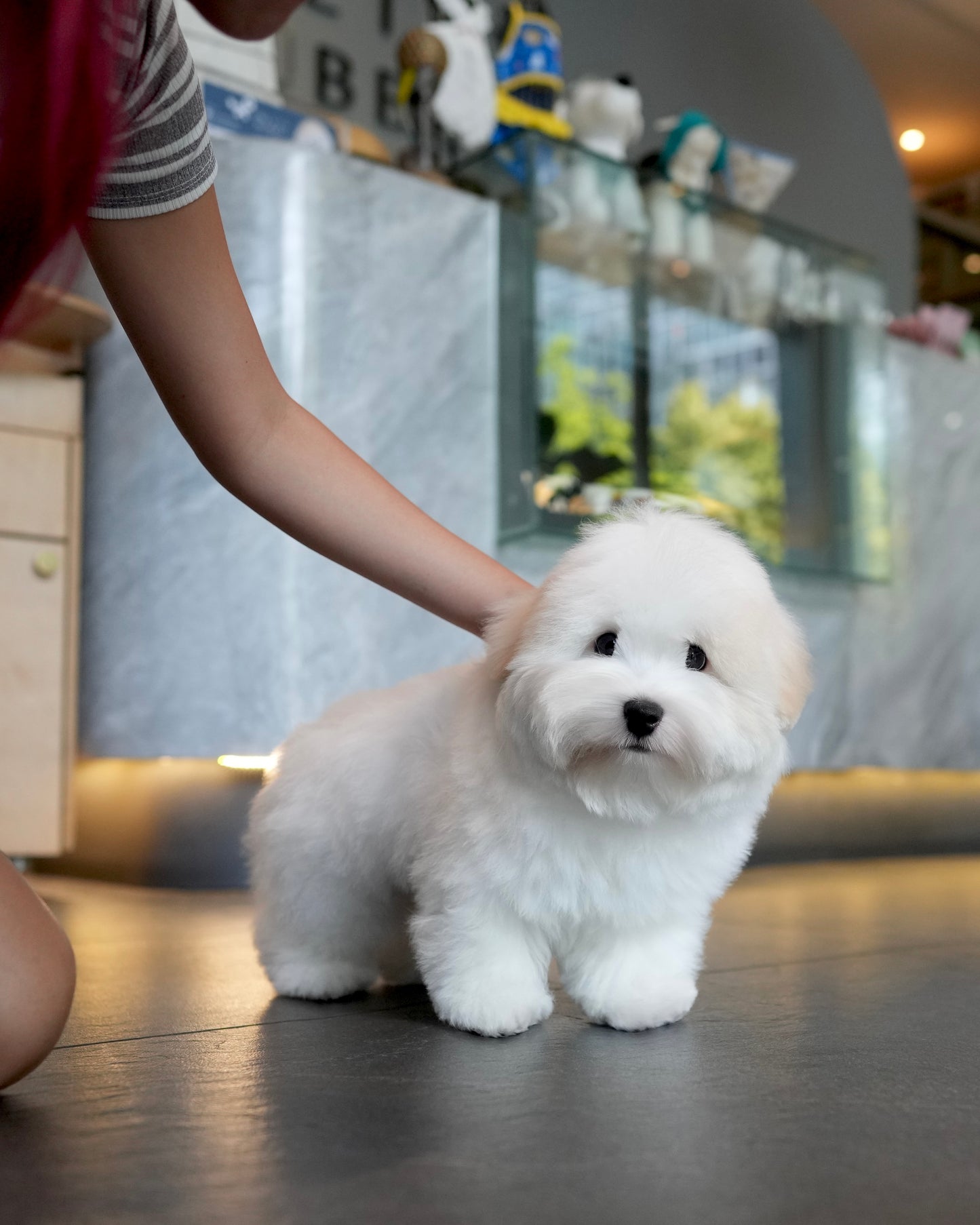 Simon - Coton de Tulear (White)