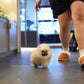 Dong - Pomeranian (Orange Sable)