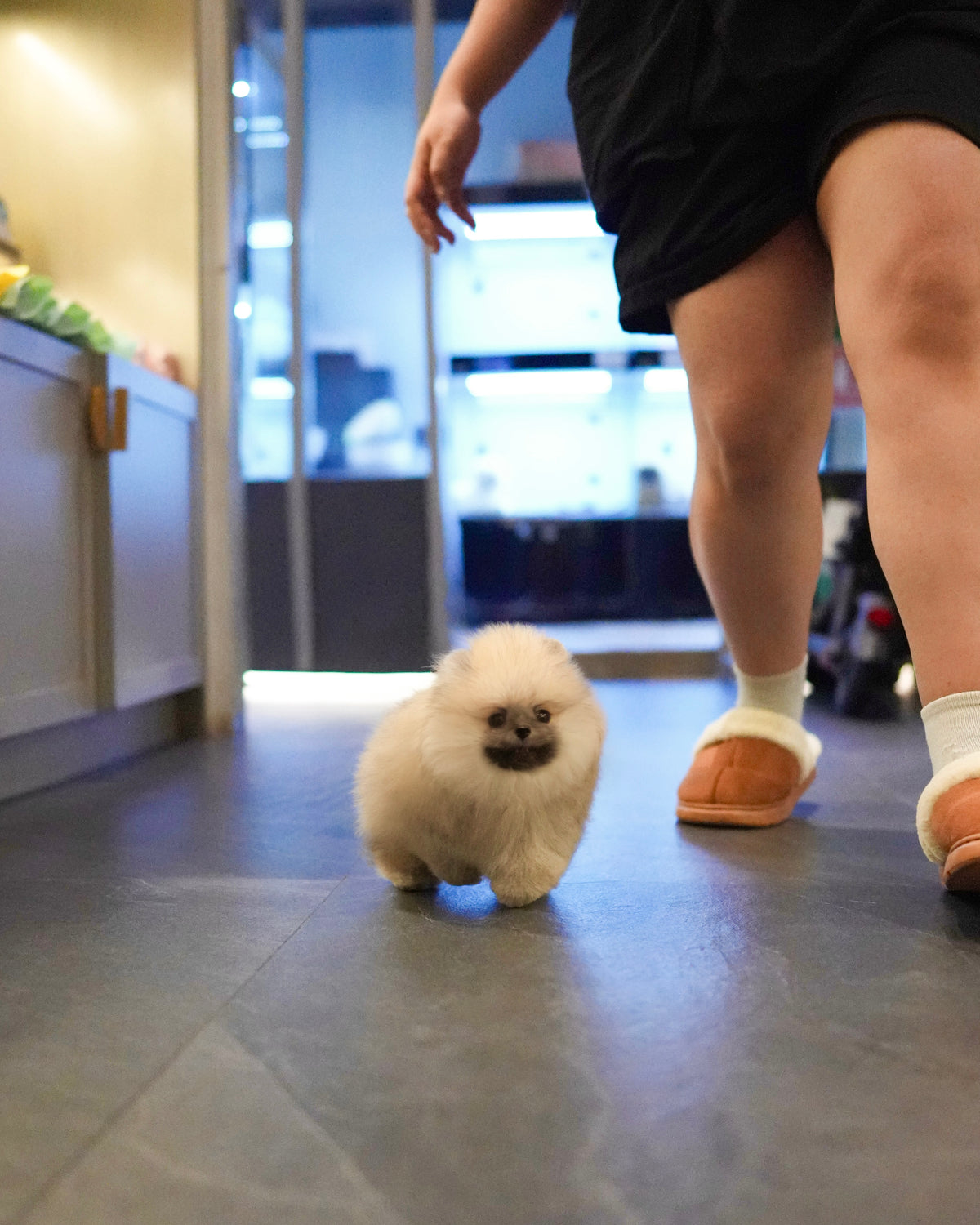 Dong - Pomeranian (Orange Sable)