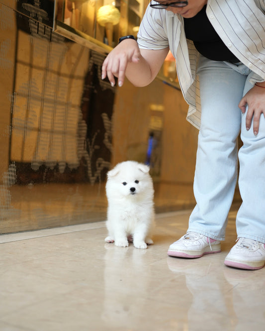 Champ - Samoyed (White)