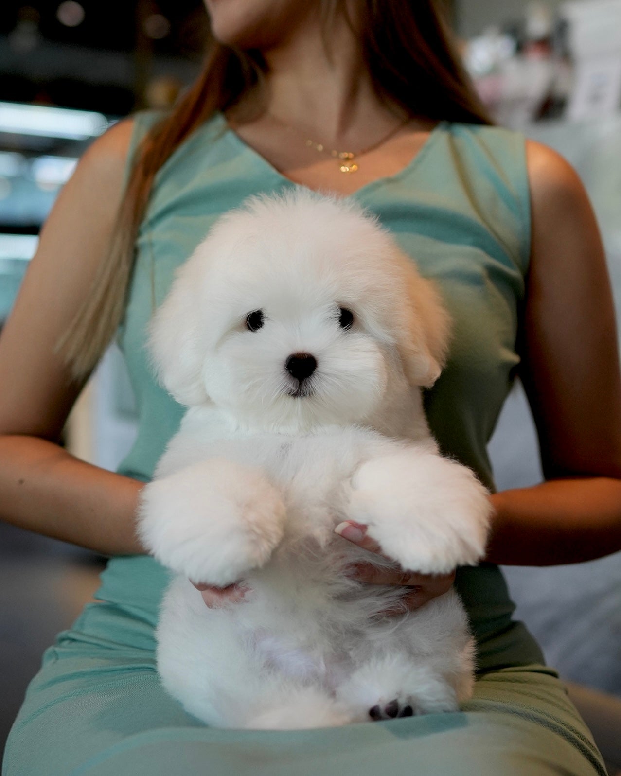 Ken - Coton de Tulear (White)