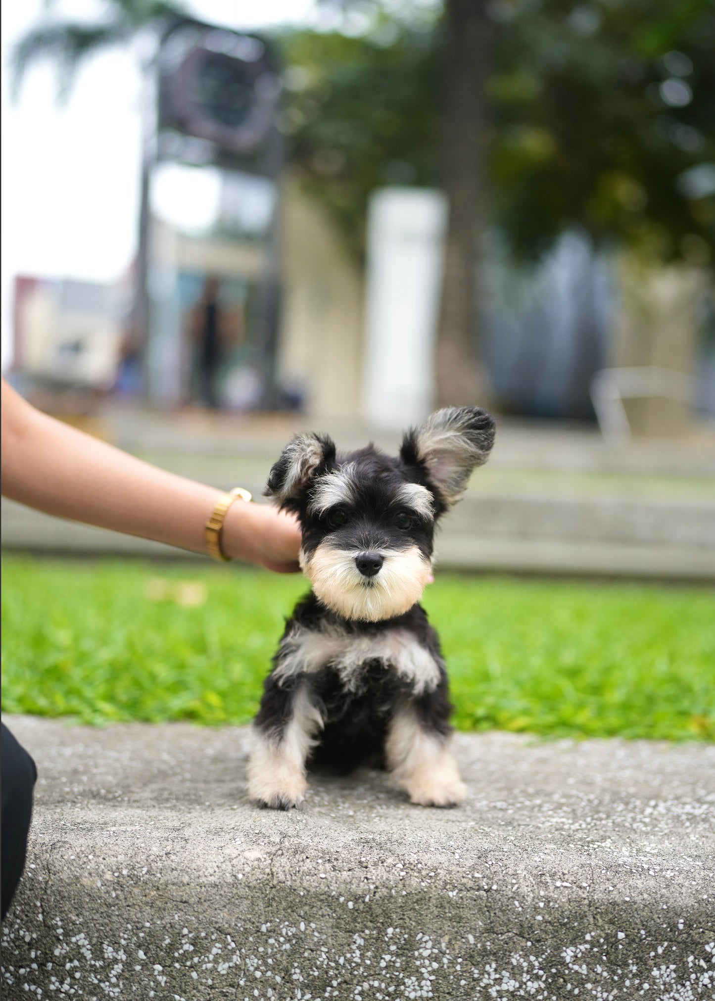 Elijah - Mini Schnauzer  (Black & White)