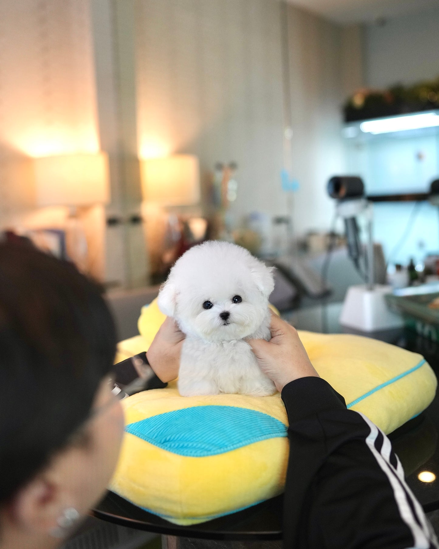 Raven - Mini Bichon (White)