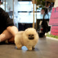 Dong - Pomeranian (Orange Sable)