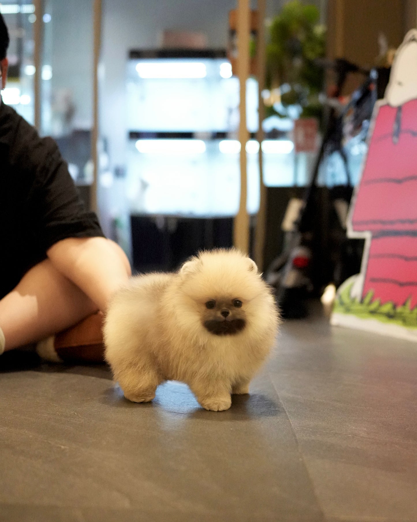 Dong - Pomeranian (Orange Sable)