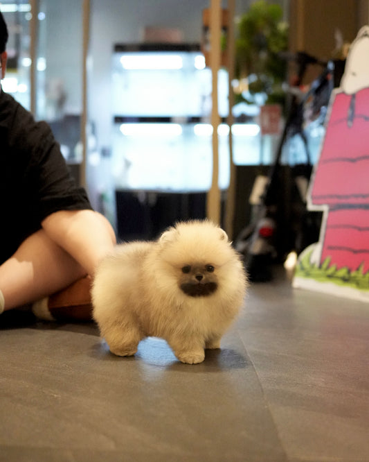 Dong - Pomeranian (Orange Sable)