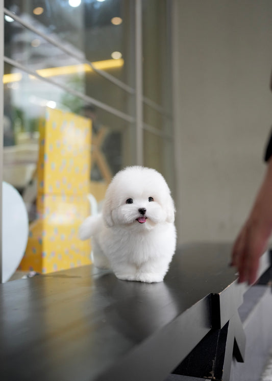 Cloud - Coton de Tulear (White)
