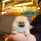 Dong - Pomeranian (Orange Sable)
