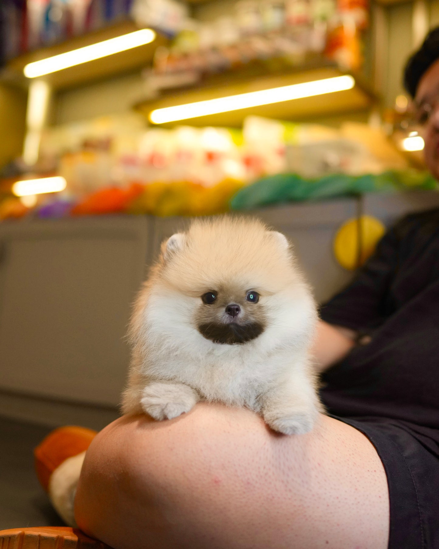 Dong - Pomeranian (Orange Sable)