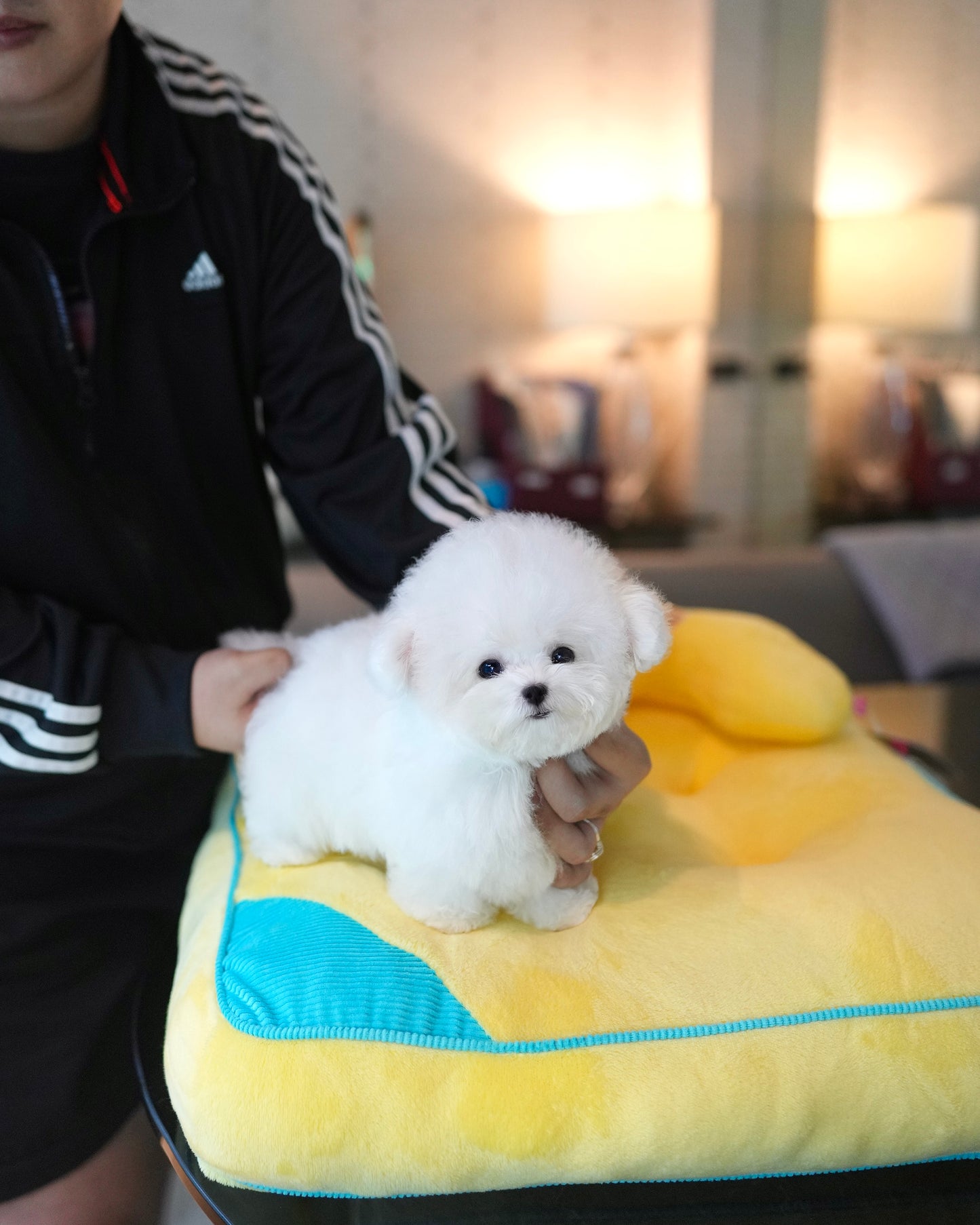 Raven - Mini Bichon (White)