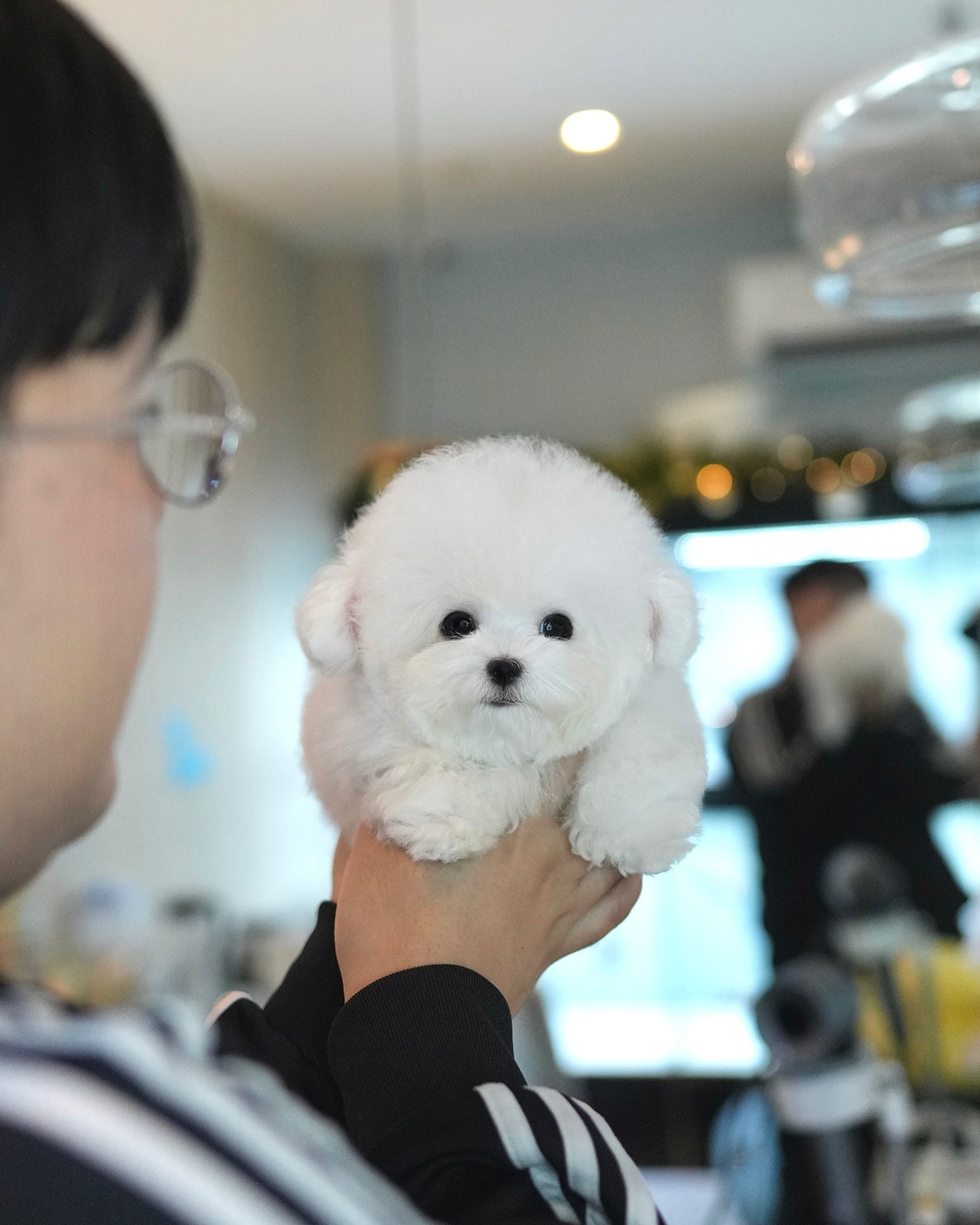 Raven - Mini Bichon (White)