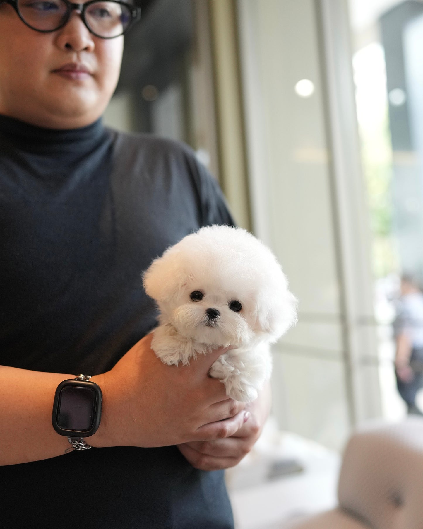 Paul - Mini Bichon (White)