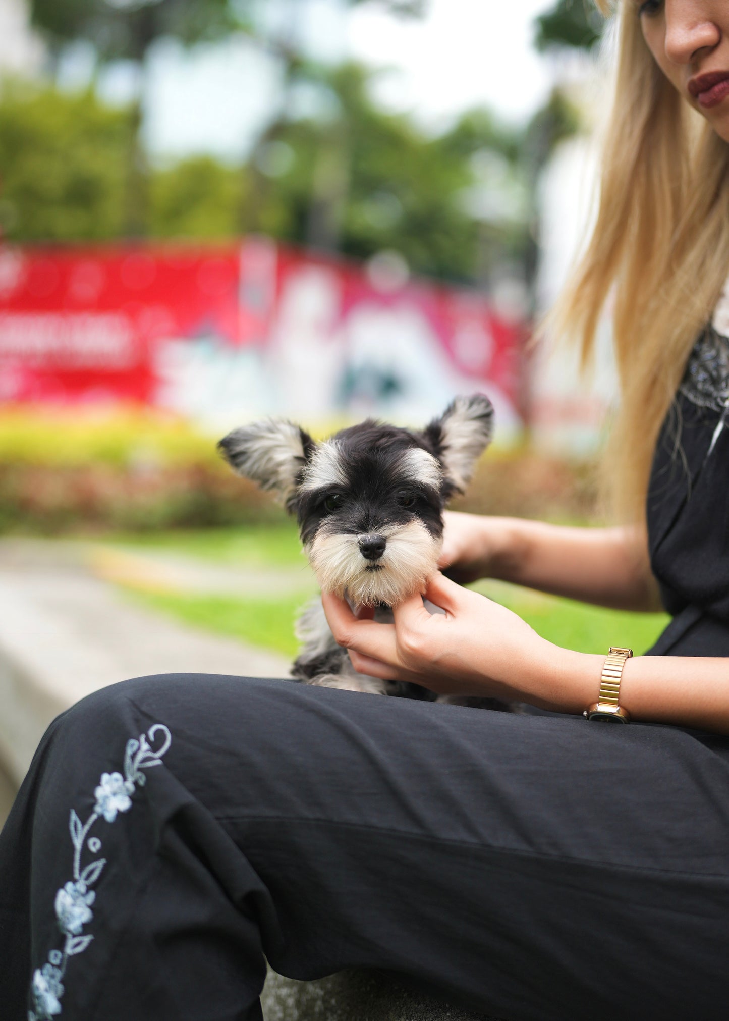 Elijah - Mini Schnauzer  (Black & White)