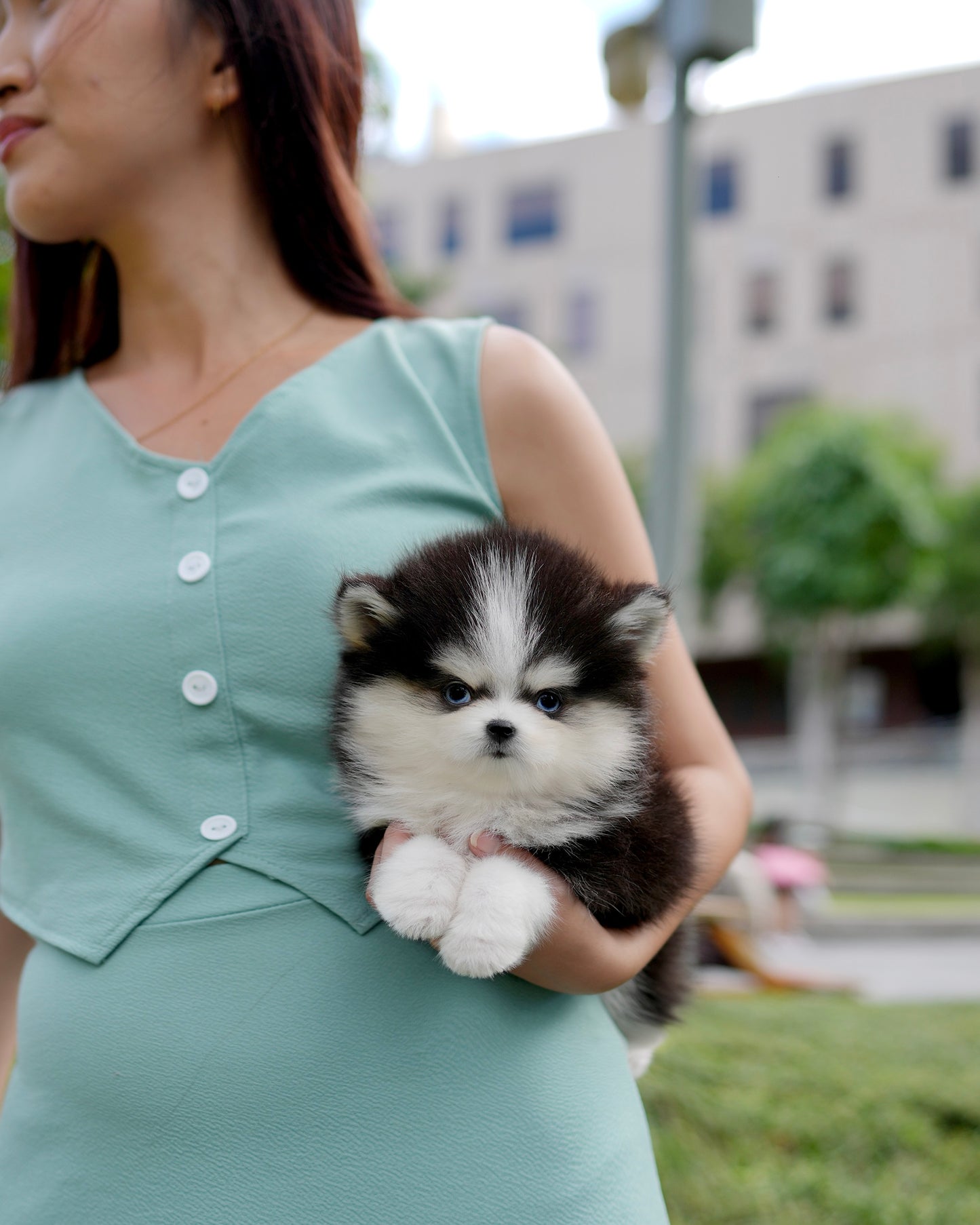 Shiro - Mini Pomsky (Black & White)