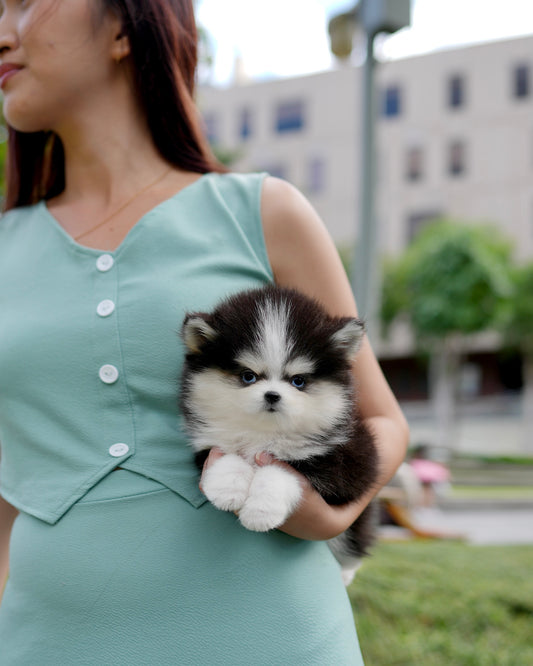 Shiro - Mini Pomsky (Black & White)