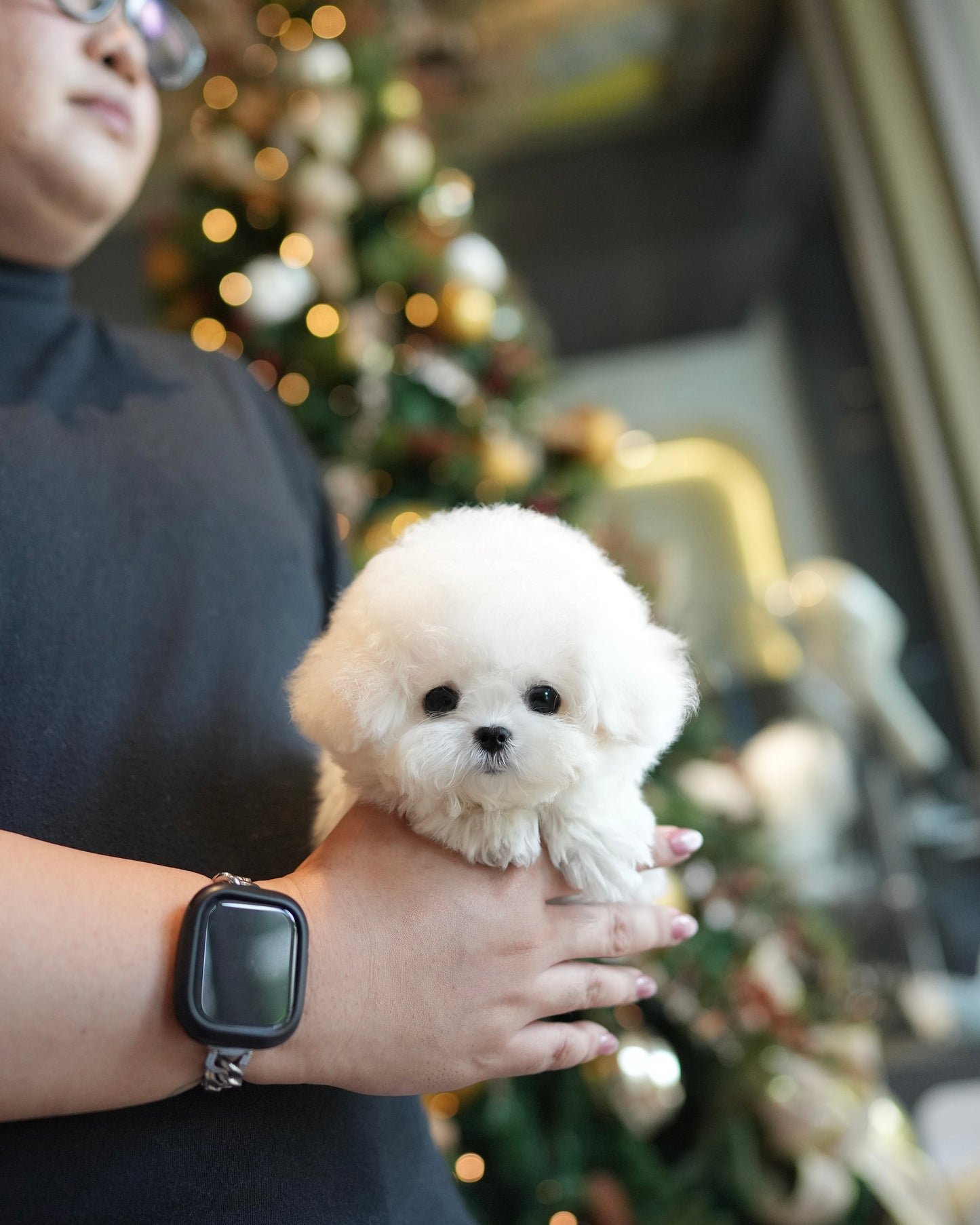 Paul - Mini Bichon (White)
