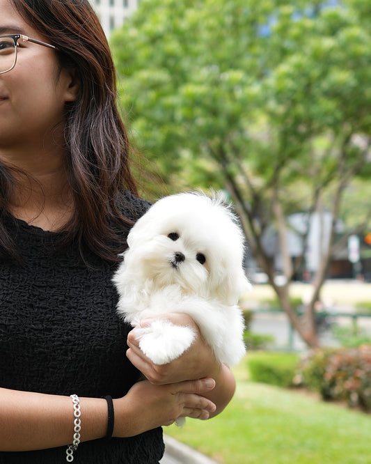 Peppi - Maltese (White)