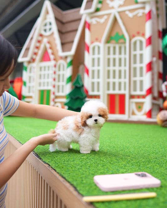 Kuni - Maltipoo (Brown & White)
