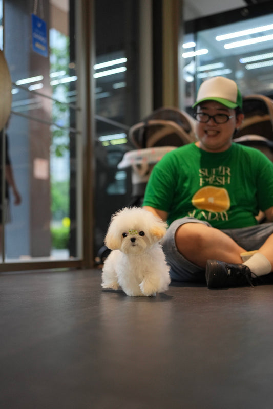 Slater - Maltipoo (Brown)